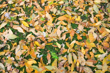 Autumn Leaves