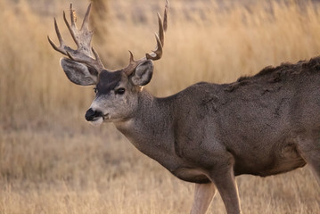 Naklejka na ściany i meble Mule Deer Buck Profile Sunset Rocky Mountain Arsenal National Wildlife Refuge