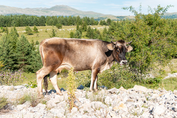 Cow standing on gravel with mountains in the background