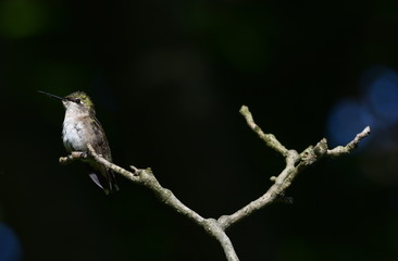 Ruby Throated Hummingbird on Branch