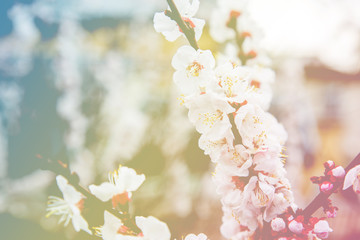 Sakura or Cherry Blossom or Japanese Cherry