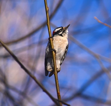 Downy Woodpecker on branch