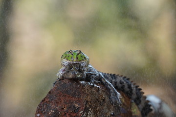 Croco and toad