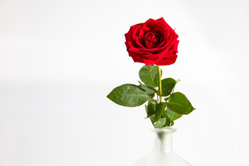 Beautiful fully open red rose on white backround.Studio shot from above.