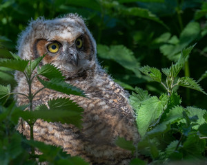 A grounded fledgling Great Horned Owl.