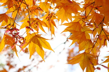 紅葉