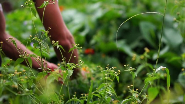 Young farmer florist man picking flowers to make a bouquet. Concept of organic gardening, sustainable agriculture, ecology, connection to nature, healthy lifestyle hobby. Slow motion. 