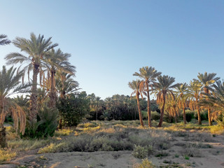 palm  in Moroccotrees in the oasis of Figuig