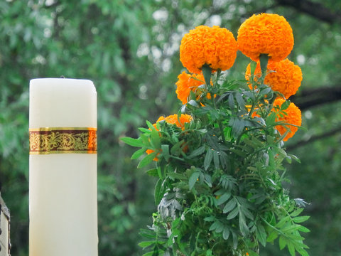 Cempasuchil (tagetes erecta)