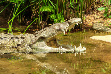 Crocodile in the Water