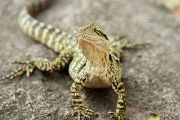 Eastern Water Dragon