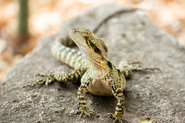 Eastern Water Dragon