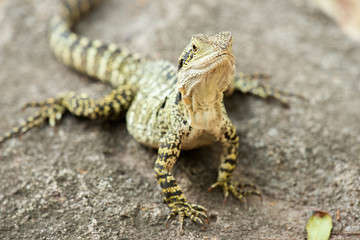 Eastern Water Dragon