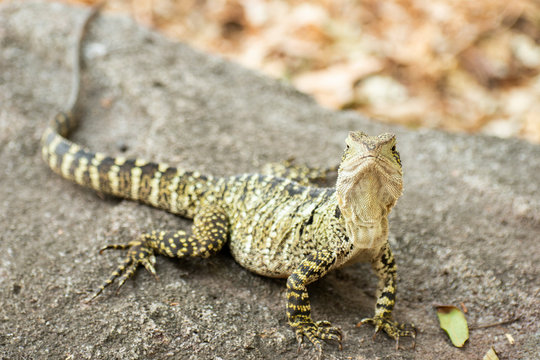 Eastern Water Dragon