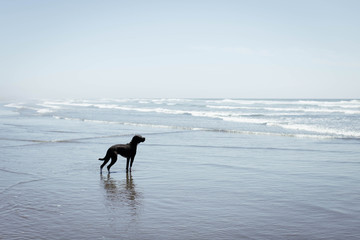 Dog Beach