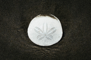Sand Dollar