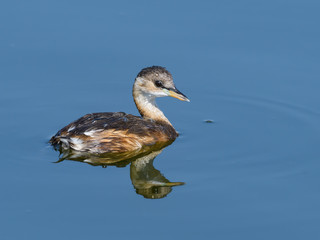Little Grebe with Reflection Swimming