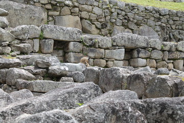 chinchilla at machu picchu