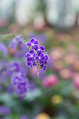 Blooming purple flowers close-up fake forsythia，Duranta repens L.