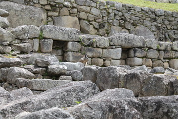 chinchilla at machu picchu