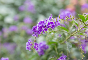 Blooming purple flowers close-up fake forsythia，Duranta repens L.