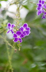 Obraz premium Blooming purple flowers close-up fake forsythia，Duranta repens L.