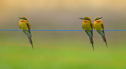 Beautiful birds Green Bee-eater on green background