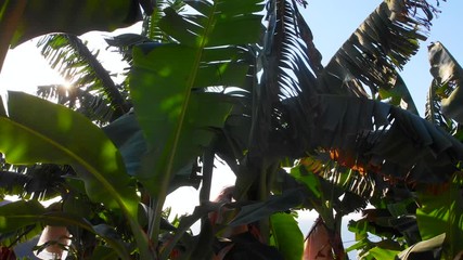 Banana plants in sunshine, with small sunburst and rays through the leaves against blue sky - Powered by Adobe