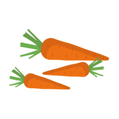 Carrot. Bunch of fresh carrots isolated on white background. Vector illustration	