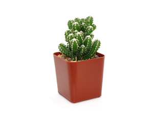 Cactus in pot isolated on white background. Potted ornamental plants for absorb electromagnetic (EMF) radiation from computer in office, ecosystem friendly office and healthy environment concepts. 