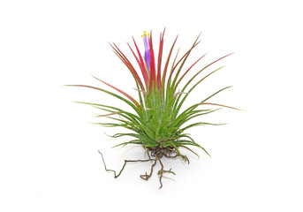 Tillandsia ionantha isolated on white background. Tillandsia are sky plant, careless and low maintenance ornamental plants that required no soil, only plenty of water, sunlight and good airflow.