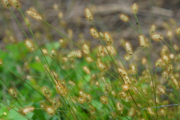 可愛いエノコログサ　-　コツブキンエノコロ