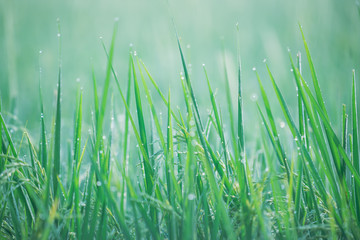 Rice farm,Rice field,Rice paddy, rice pants,Bokeh dew drops on the top of the rice fields in the morning sun,along with the rice fields that emphasize the soft background.