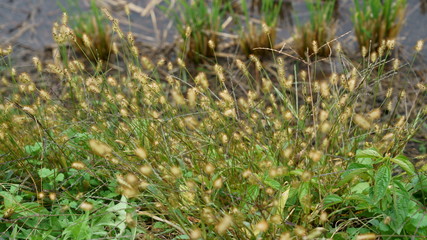 可愛いエノコログサ　-　コツブキンエノコロ