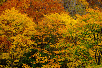 Colorful in autumn season with red, green, orange, and golden foliage, forest vivid trees hill background in Japan.