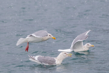 Glaucous-winged Gull  near Homer, Alaska