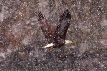 Adult North America Bald Eagle flying in snow storm at Katachemak Bay, Alaska