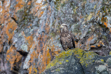 Juvenile North America Bald Eagle in Kachemak Bay, Alaska