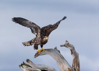 Juvenile North America Bald Eagle in Kachemak Bay, Alaska