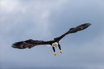Adult North America Bald Eagle in Kachemak Bay, Alaska