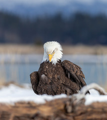 Adult North America Bald Eagle in Kachemak Bay, Alaska