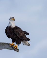 Adult North America Bald Eagle in Kachemak Bay, Alaska