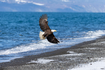 Adult North America Bald Eagle in Kachemak Bay, Alaska