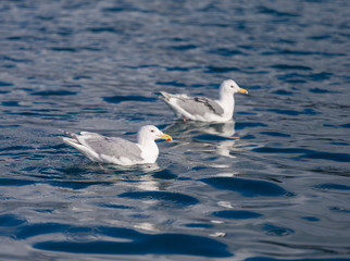 Fototapeta na wymiar Glaucous-winged Gull near Homer, Alaska
