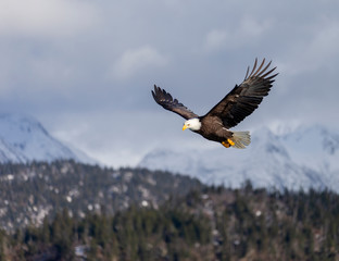 Adult North America Bald Eagle in Kachemak Bay, Alaska