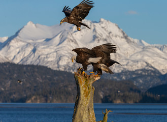Adult North America Bald Eagle in Kachemak Bay, Alaska