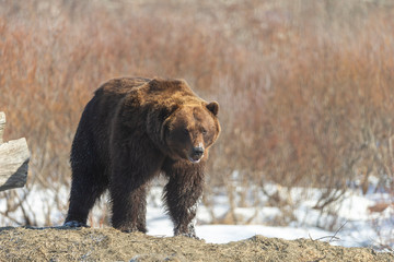 Spring Grizzly Bear in Alaska