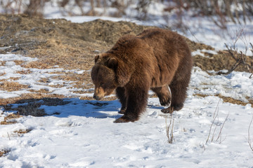 Spring Grizzly Bear in Alaska
