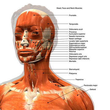 Facial Muscles Labeled Frontal View on White Background