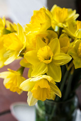 Bright and vibrant generic daffodils in natural light.